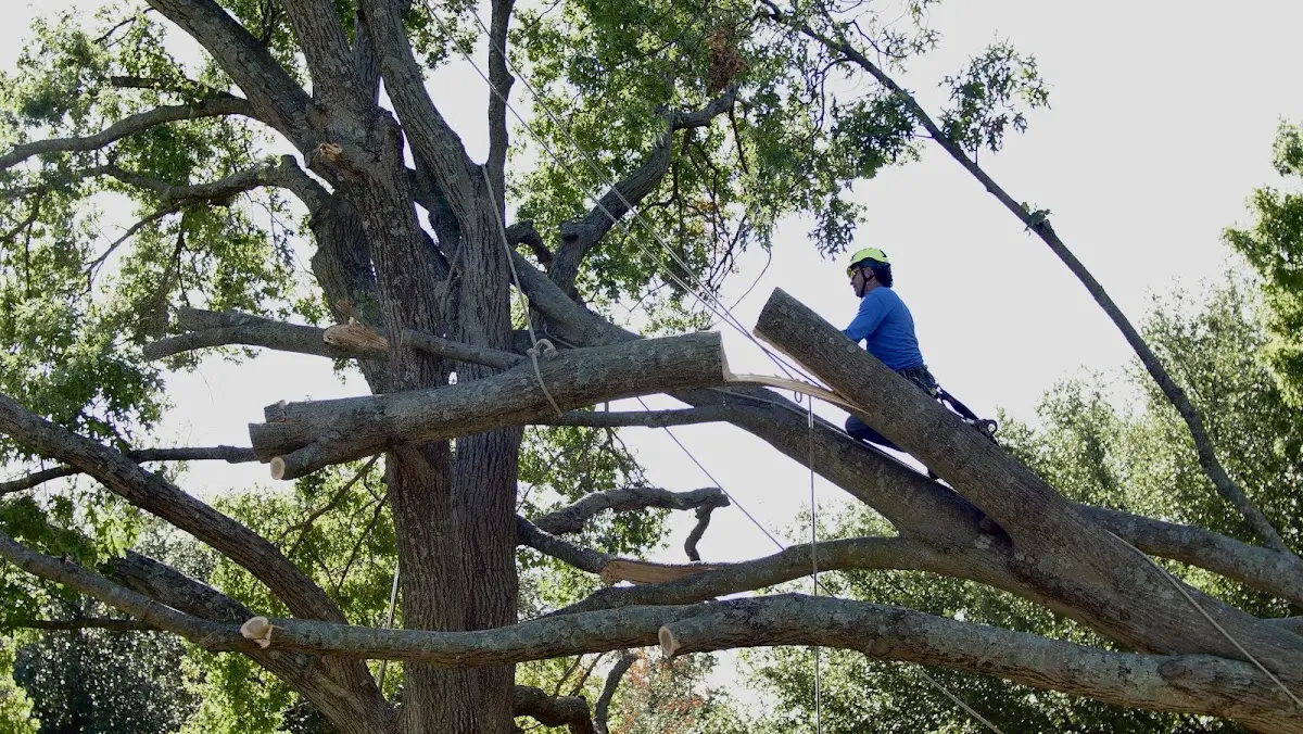 Professional Hazardous Tree Removal performed by certified arborists in Tuttle