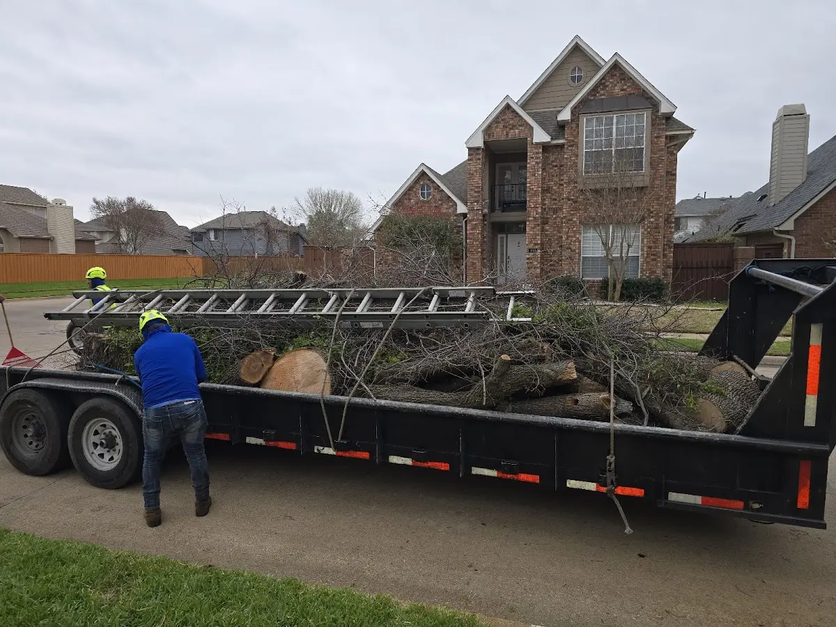 Expert Tree Pest Control with proper safety equipment in Tuttle